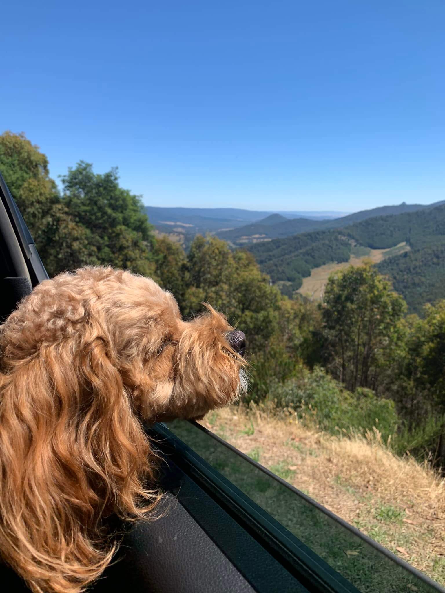 marysvilleholidaypark-pet-friendly