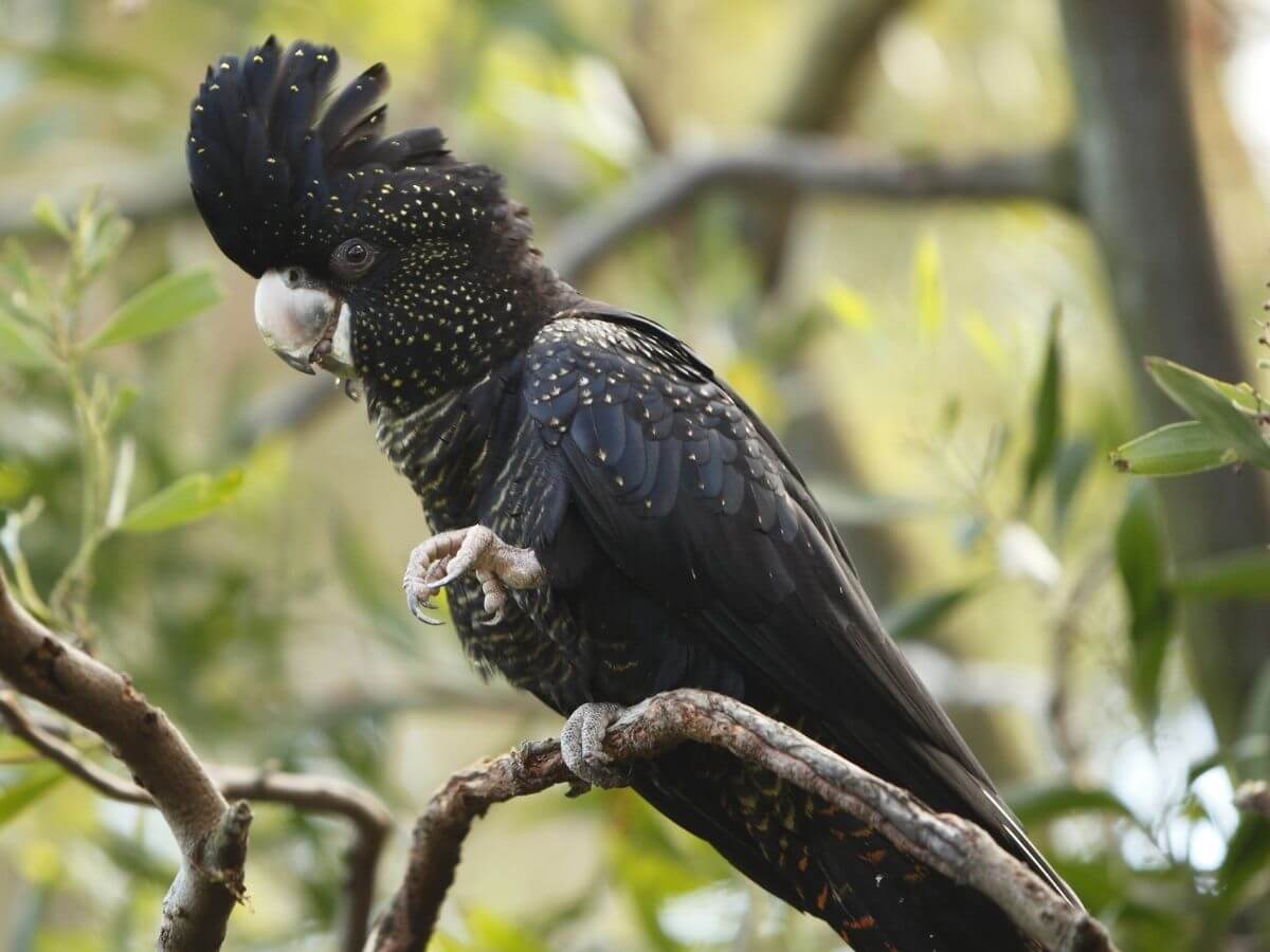 Black Cockatoo -img (1)