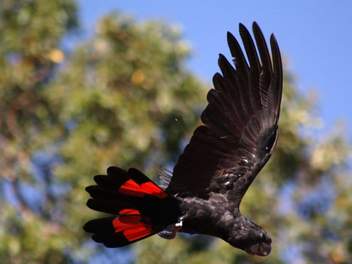 Black Cockatoo -img
