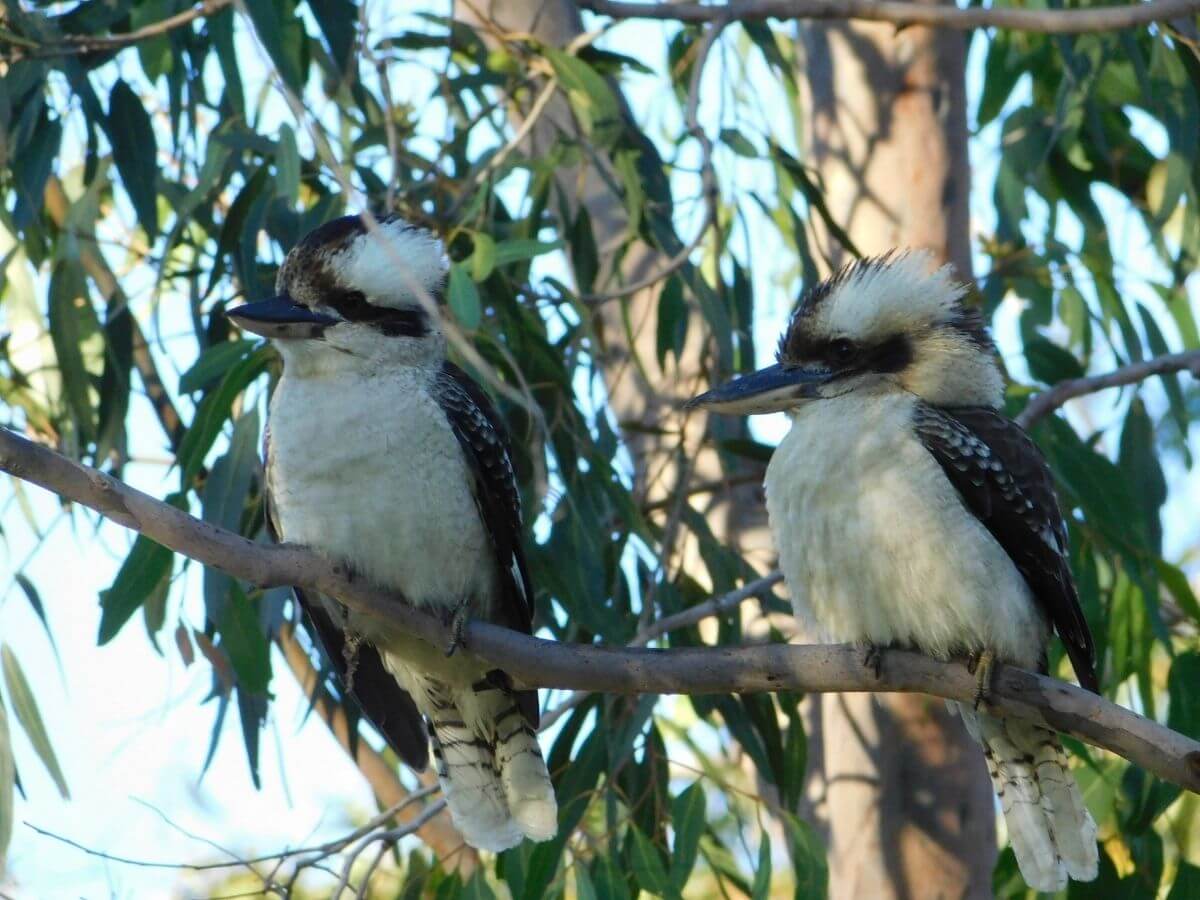 Kookaburras -img