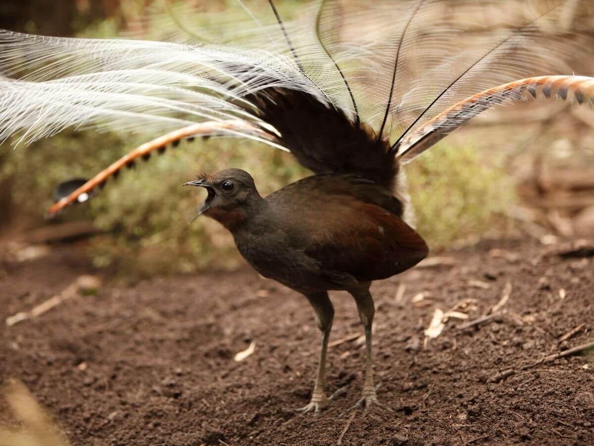 Lyrebird -img (1)