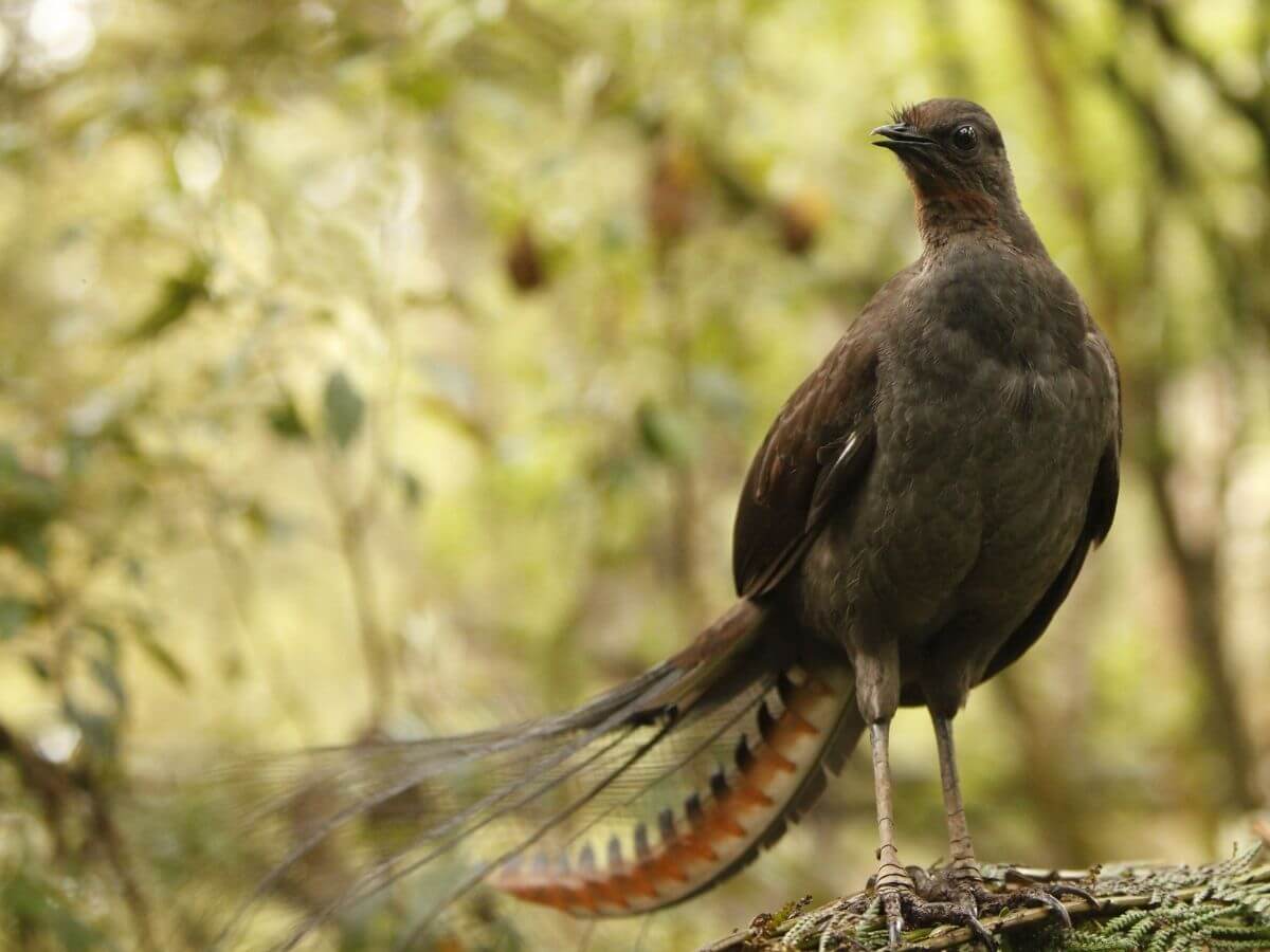 Lyrebird -img