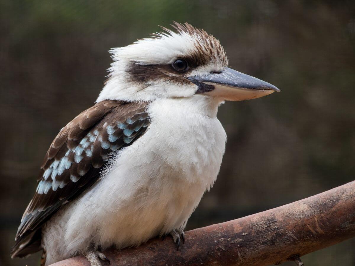 kookaburras-img