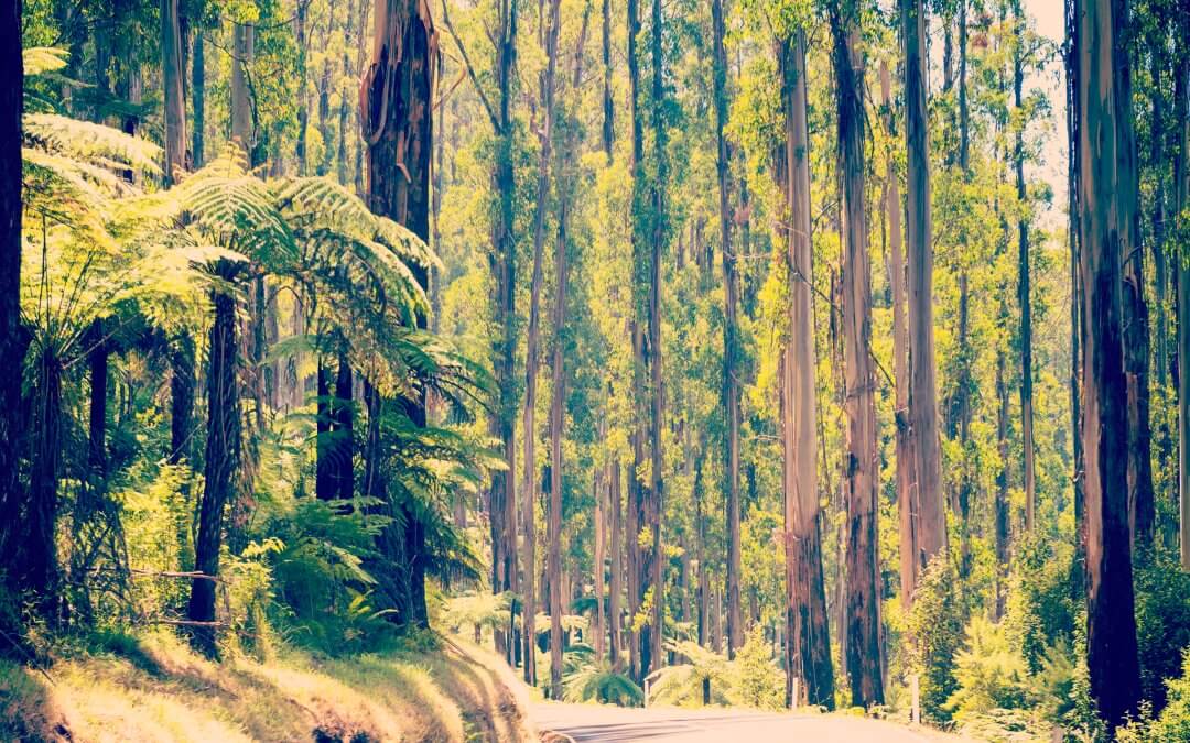 Lady Talbot Drive: Marysville’s Rain-Weather Day Out