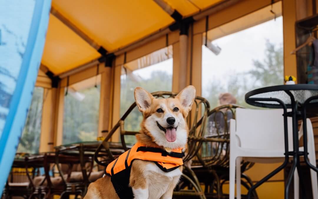Dog-friendly caravan parks in Victoria: Marysville vs Bright