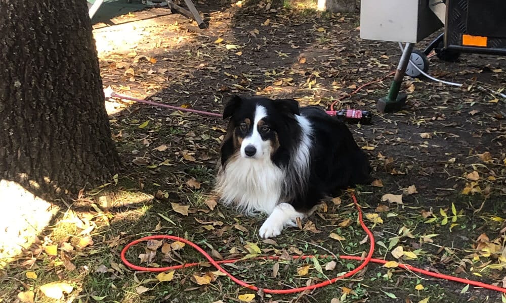 An Interview with a Vicki, a visitor to Marysville Holiday Park.