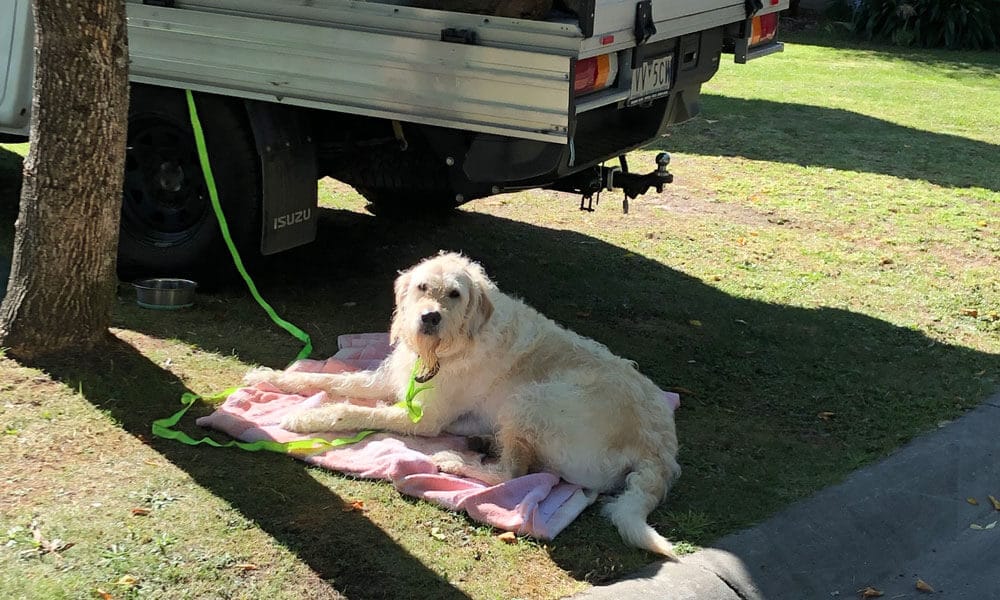 A Dog’s Guide to Marysville: Sniffs, Walks & Where to Sleep