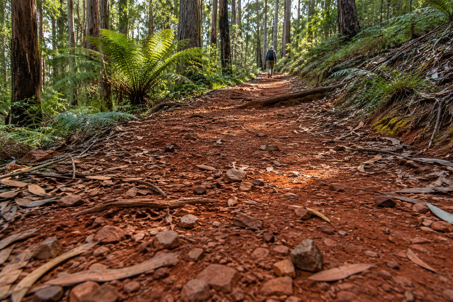 A walker follows a gently rising red clay track through eucalypt forest.