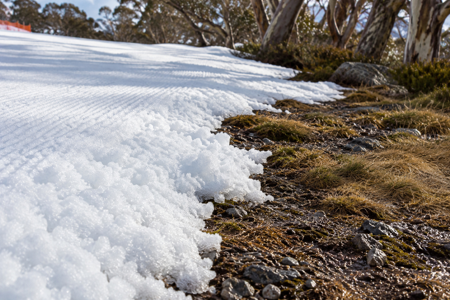 Groomed snow meets exposed damp grass and gravel beneath alpine gum trees.