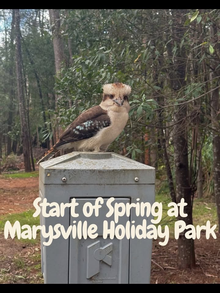 Marysville Holiday Park
