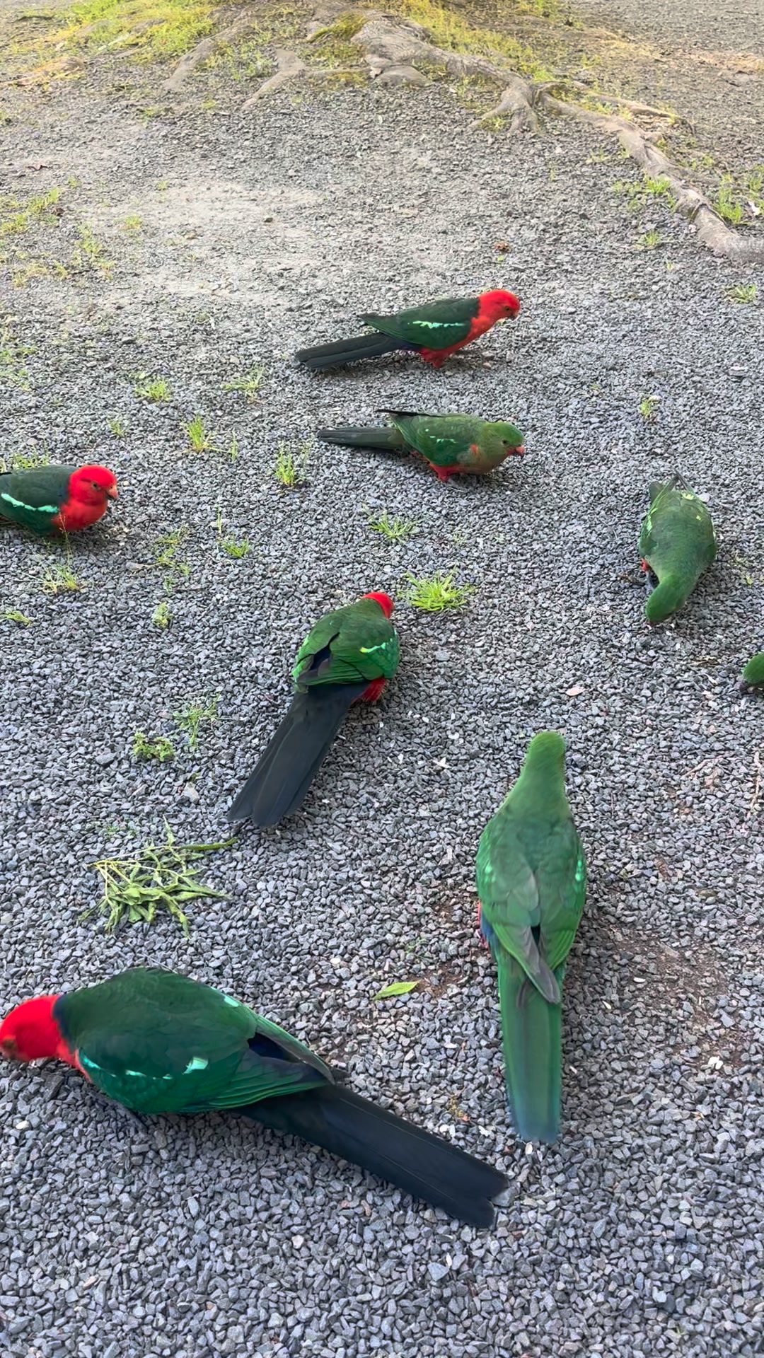 Marysville Holiday Park